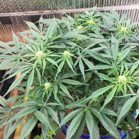Bruce Banner growlog timeline photo