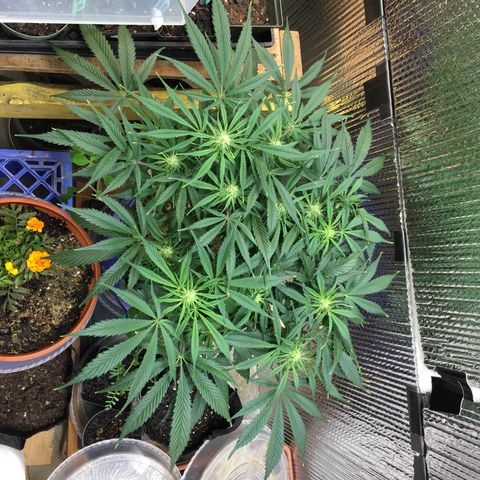Bruce Banner growlog timeline photo