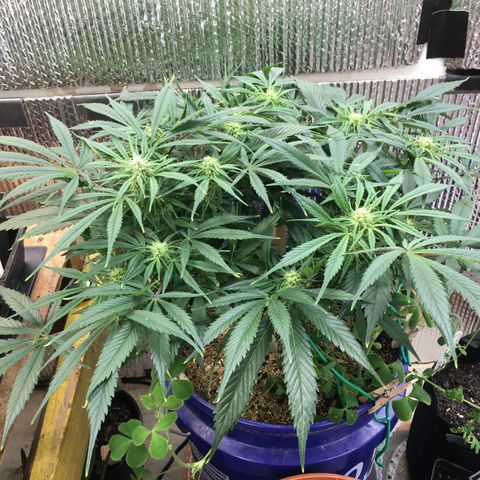 Bruce Banner growlog timeline photo