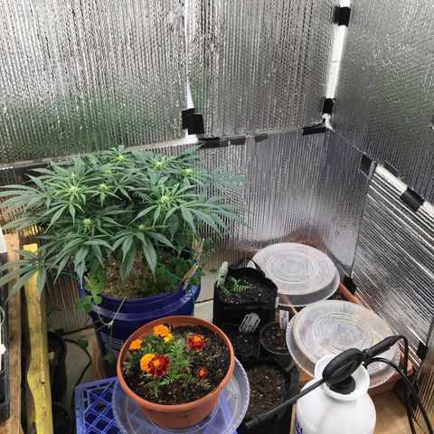 Bruce Banner growlog timeline photo