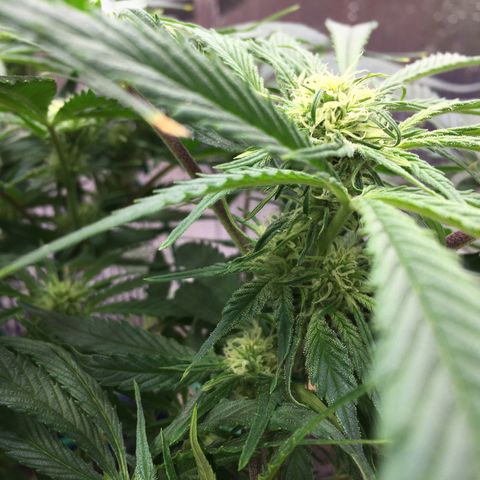 Bruce Banner growlog timeline photo