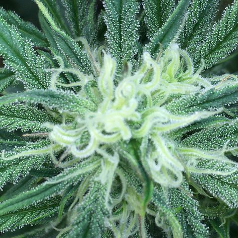 Bruce Banner growlog timeline photo