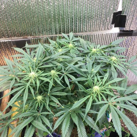 Bruce Banner growlog timeline photo