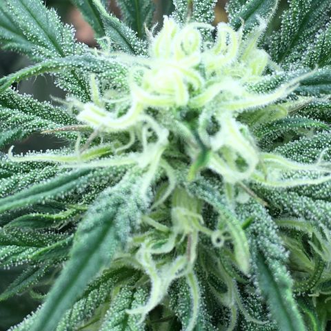 Bruce Banner growlog timeline photo