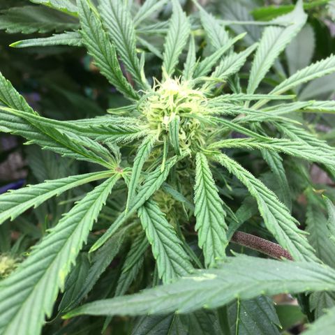 Bruce Banner growlog timeline photo