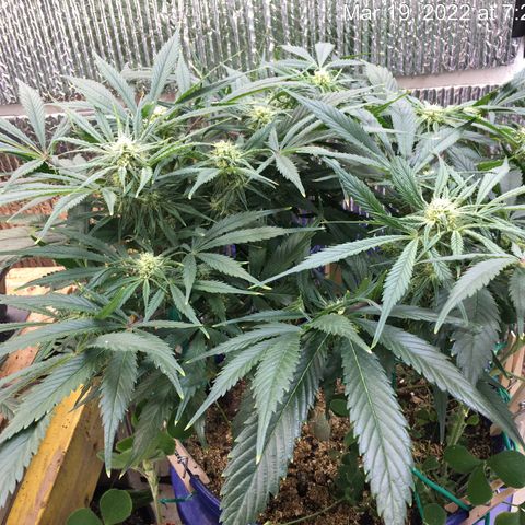 Bruce Banner growlog timeline photo