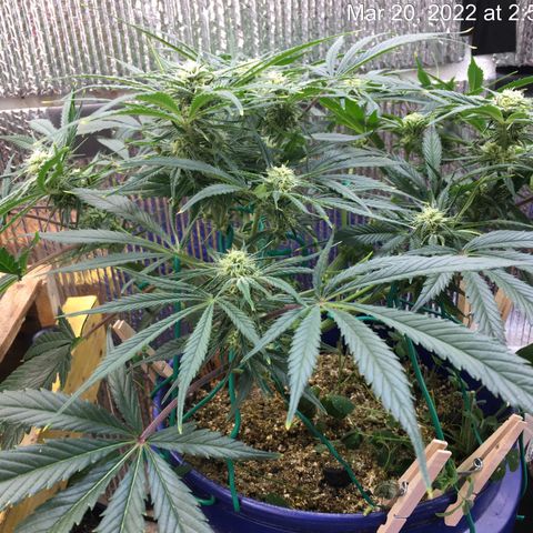 Bruce Banner growlog timeline photo