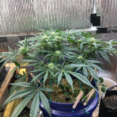 Bruce Banner growlog timeline photo