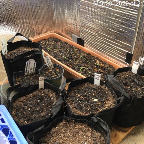 🧀 Cheese 🧀  growlog timeline photo