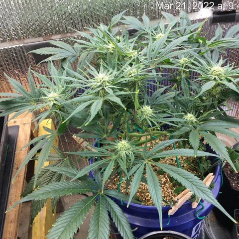 Bruce Banner growlog timeline photo