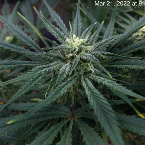Bruce Banner growlog timeline photo