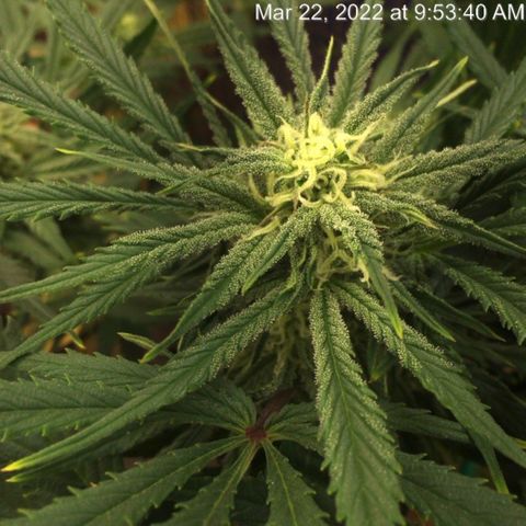 Bruce Banner growlog timeline photo