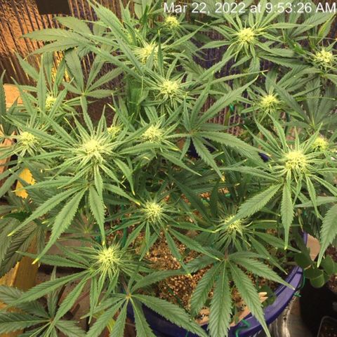 Bruce Banner growlog timeline photo