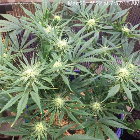 Bruce Banner growlog timeline photo