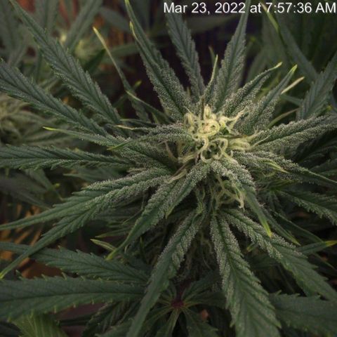 Bruce Banner growlog timeline photo