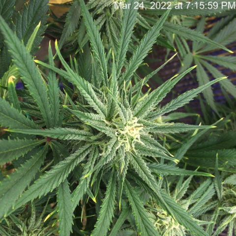 Bruce Banner growlog timeline photo