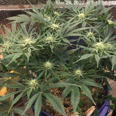 Bruce Banner growlog timeline photo