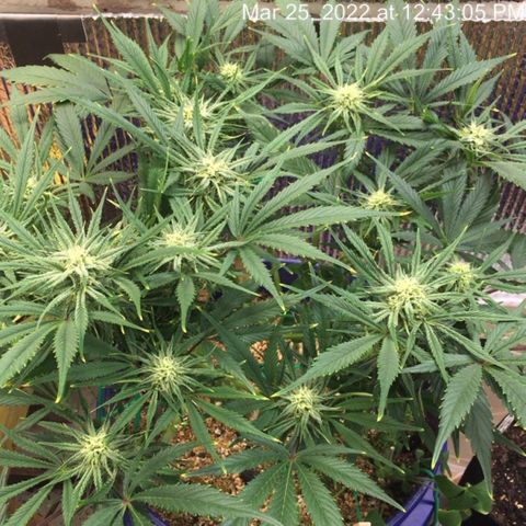 Bruce Banner growlog timeline photo
