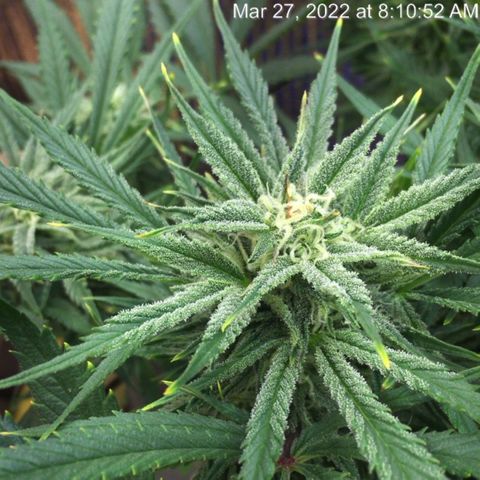 Bruce Banner growlog timeline photo