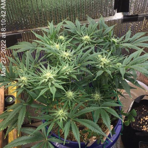 Bruce Banner growlog timeline photo