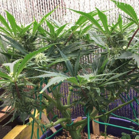 Bruce Banner growlog timeline photo