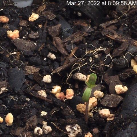 🧀 Cheese 🧀  growlog timeline photo