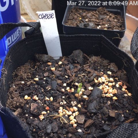🧀 Cheese 🧀  growlog timeline photo