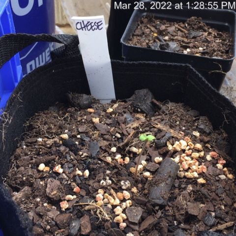 🧀 Cheese 🧀  growlog timeline photo