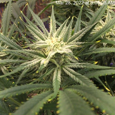 Bruce Banner growlog timeline photo