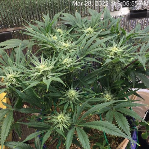 Bruce Banner growlog timeline photo