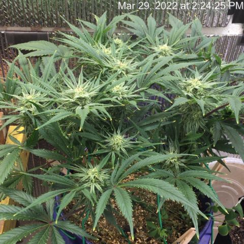 Bruce Banner growlog timeline photo