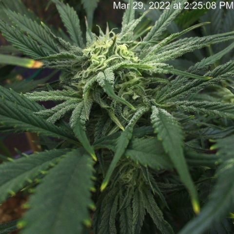 Bruce Banner growlog timeline photo
