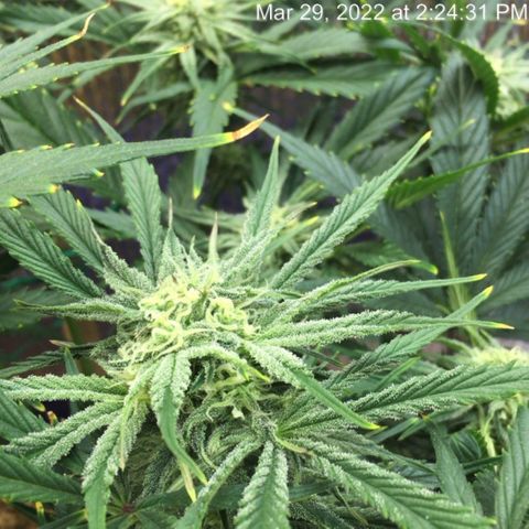 Bruce Banner growlog timeline photo
