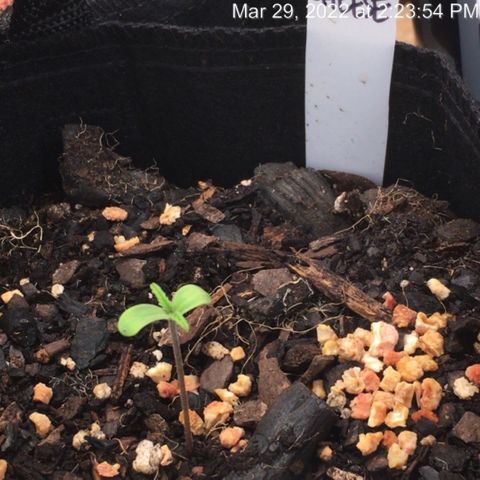 🧀 Cheese 🧀  growlog timeline photo