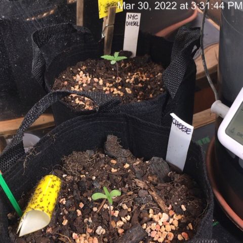 🧀 Cheese 🧀  growlog timeline photo