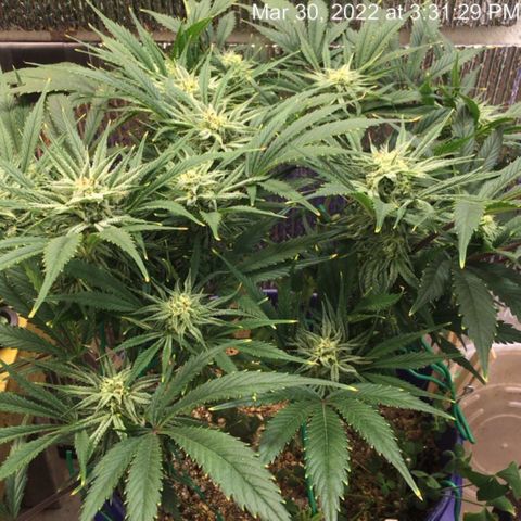 Bruce Banner growlog timeline photo