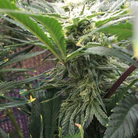 Bruce Banner growlog timeline photo