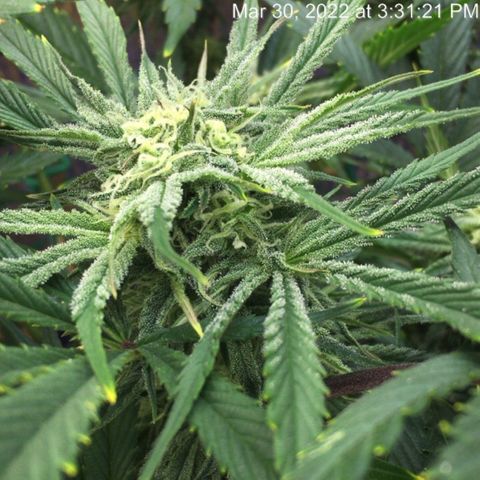 Bruce Banner growlog timeline photo