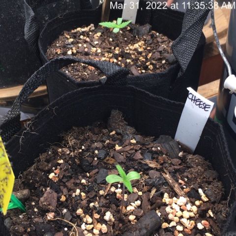 🧀 Cheese 🧀  growlog timeline photo