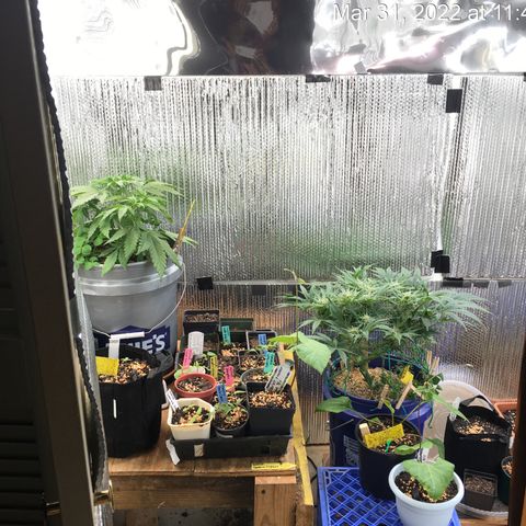 Bruce Banner growlog timeline photo