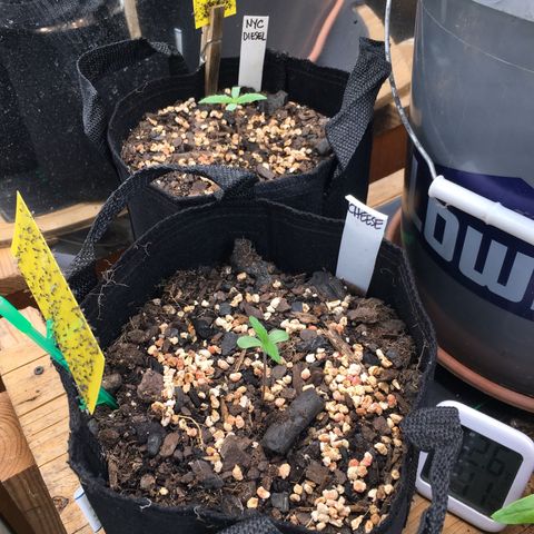 🧀 Cheese 🧀  growlog timeline photo