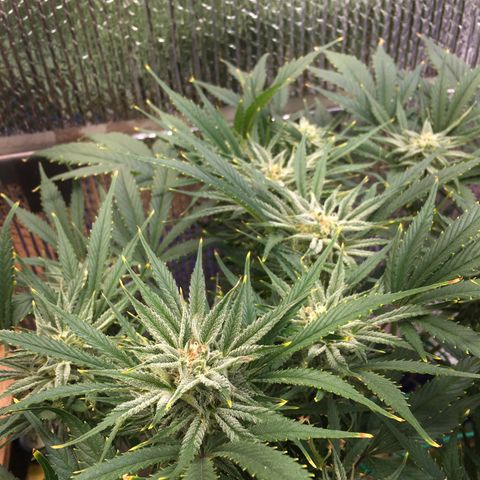 Bruce Banner growlog timeline photo