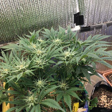 Bruce Banner growlog timeline photo
