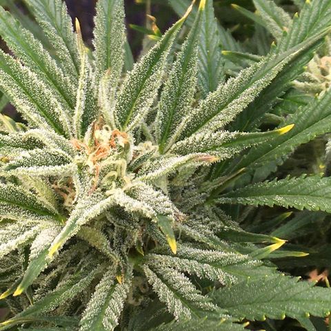 Bruce Banner growlog timeline photo