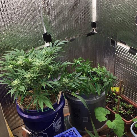 Bruce Banner growlog timeline photo