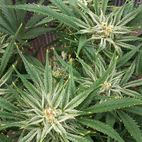 Bruce Banner growlog timeline photo