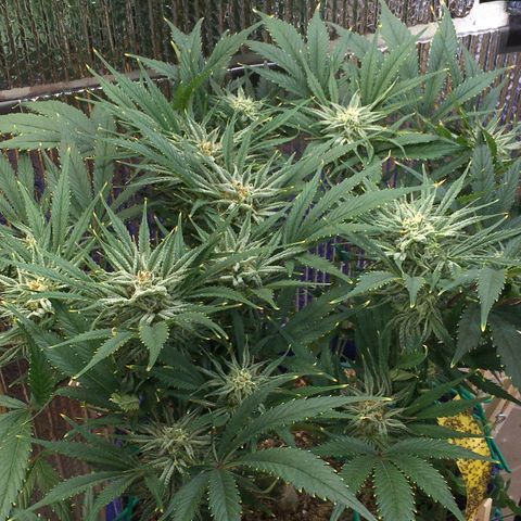 Bruce Banner growlog timeline photo