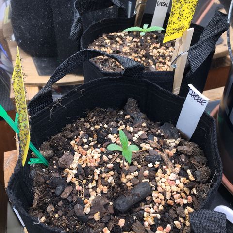🧀 Cheese 🧀  growlog timeline photo