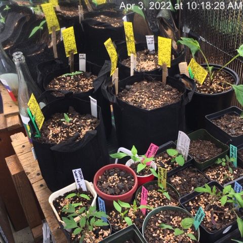 Bruce Banner growlog timeline photo