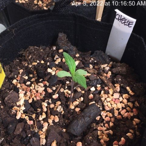 🧀 Cheese 🧀  growlog timeline photo